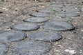 beautiful path in the forest of stumps of cut down trees Royalty Free Stock Photo