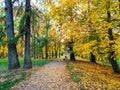 Beautiful path in the forest with yellow leafy autumn trees during sunset
