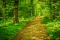 Way through lush trees in green forest Royalty Free Stock Photo