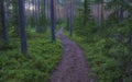 A beautiful path in a light pine forest with blueberry bushes at sunset Royalty Free Stock Photo
