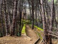 Beautiful path in spring pine forest Royalty Free Stock Photo