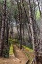 Beautiful path in spring pine forest Royalty Free Stock Photo