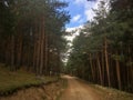 Path in a pine forest. Royalty Free Stock Photo