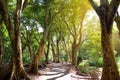 Beautiful path through tropical rain forest leading to Honolua Bay beach, Maui, Hawaii Royalty Free Stock Photo