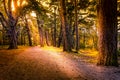 Beautiful path way through Aviemore forest in late summer with shadows and sun spots Royalty Free Stock Photo