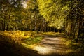 Beautiful path way through Aviemore forest in late summer with shadows and sun spots Royalty Free Stock Photo