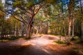Beautiful path way through Aviemore forest in late summer with shadows and sun spots Royalty Free Stock Photo