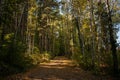 Beautiful pathway in the forest with dense high trees in autumn