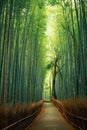 Beautiful pathway ina bamboo forest Royalty Free Stock Photo