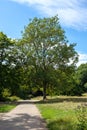 Large tree found beside the pathway in Hampstead heath park