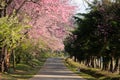 Beautiful Pathway of Pink cherry blossom flowers Thai Sakura blooming in winter season