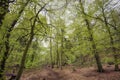 Springtime beech forest with light green leaves