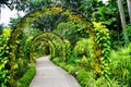 Beautiful pathway under green-covered arches in Singapore Botanic Gardens Royalty Free Stock Photo