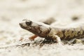 A beautiful pattern Aneides ferreus, Clouded salamander crossing a rainy street Royalty Free Stock Photo