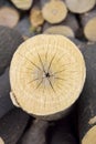 Beautiful pattern of annual rings on the cut of tree. Background of wall old wooden logs with cracked ends. Royalty Free Stock Photo