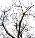 Big Leafless dead tree isolated on white background.