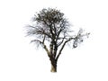 Big Leafless dead tree isolated on white background.