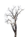Big Leafless dead tree isolated on white background.