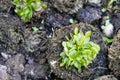 The beautiful pattern dionaea muscipula