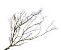 Leafless dead tree isolated on white background.