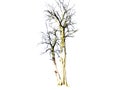Leafless dead tree isolated on white background.