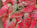 The beautiful pattern on the leaves of Caladium bicolor Royalty Free Stock Photo