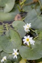 The beautiful pattern nymphoides indica