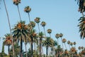 Beautiful pattern of palms on a street of Beverly Hills in Los Angeles vintage toned