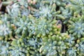 The beautiful pattern sedum pachyphyllum