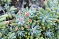 The beautiful pattern sedum pachyphyllum