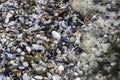 Beautiful pattern with small seashells, Kinburn Foreland shore, Black Sea, Ukraine Royalty Free Stock Photo