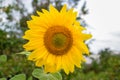 Beautiful pattern on sunflower flower with yellow petals Royalty Free Stock Photo