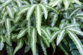 Beautiful Pattern of White-striped Cretan brake Fern. Royalty Free Stock Photo