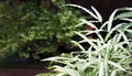 Beautiful Pattern of White-striped Cretan brake ferns in backyard garden.Pteris cretica var.albolineata. Evergreen fern with a Royalty Free Stock Photo