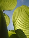 Beautiful patterned green leaves under the sun