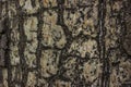 Beautiful patterns on birch trunk forest texture close-up Royalty Free Stock Photo