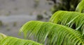 Beautiful patterns created by giant fern leaves in forest near K