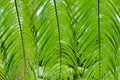 Beautiful patterns created by giant fern leaves in forest near K