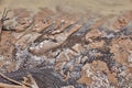 Beautiful patterns of frozen sandy sea coast. A lot of snail shells, sand and logs covered in frost, sprinkled with snow Royalty Free Stock Photo