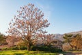 Beautiful Paulownia tomentosa princess tree in bloom on sunny spring day