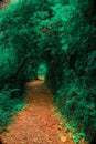 Beautiful paved path adorned with green vegetation in the middle of the tropical cloud forest of Monteverde, Costa Rica Royalty Free Stock Photo