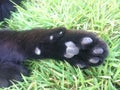 Beautiful paw of a black cat on a background of green grass Royalty Free Stock Photo