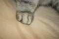 Paws of a silver cat close up