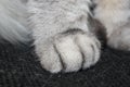 Paws of a silver cat close up