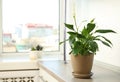 Beautiful Peace lily plant in pot on table near window at home