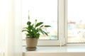 Beautiful Peace lily plant in pot on windowsill at home Royalty Free Stock Photo