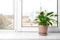 Beautiful Peace lily plant in pot on windowsill at home Royalty Free Stock Photo