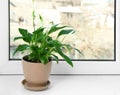 Beautiful Peace lily plant in pot on windowsill at home Royalty Free Stock Photo