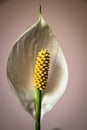 Beautiful peace lily plant or Spathiphyllum flower Royalty Free Stock Photo