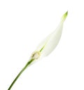 Beautiful peace lily plant on white